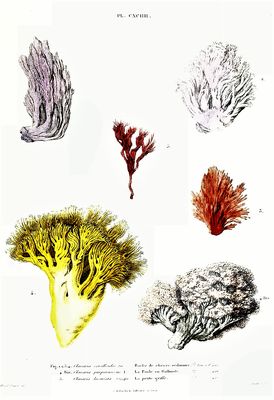 Ramaria