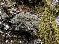 Korallen-Kugelträger