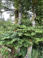 Korallen-Kugelträger