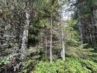 Bereifte Kelchflechte - Habitat