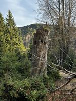 Bereifte Kelchflechte - Habitat