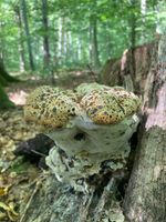 Tropfender Schillerporling