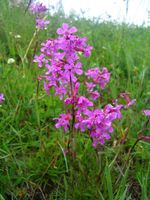 Gewöhnliche Pechnelke