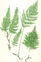 Sporophyten des Europäischen Dünnfarns
