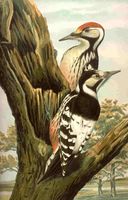 Zeichnung aus Naturgeschichte der Vögel Mitteleuropas