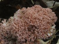 Hahnenkamm-Koralle
