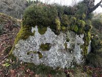 Korallen-Kugelträger