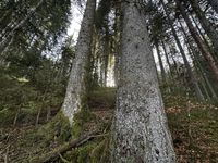 Tannen-Strahlflechte - Standort