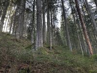 Tannen-Strahlflechte - Standort