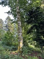 Tannen-Strahlflechte - Vorkommen an Buche