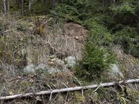 Rentierflechten - Standort