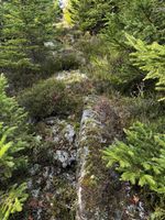 Rentierflechten - Standort