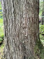 Tannen-Strahlflechte