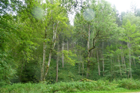 Ulmen-Grubenflechte
