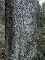 Bereifte Kelchflechte - Habitat