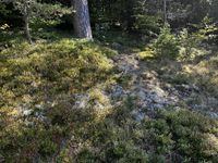 Rentierflechten - Standort