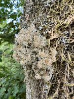 Korallen-Kugelträger