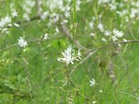 Traubige Graslilie