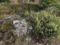 Rentierflechten - Standort