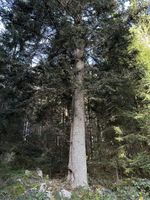 Grüne Kelchflechte - Trägerbaum