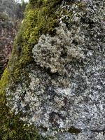 Korallen-Kugelträger