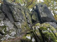 Korallen-Kugelträger