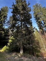 Grüne Kelchflechte - Trägerbaum